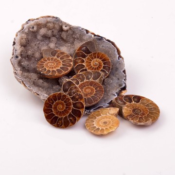 Amonit Taşı Fosil - 2