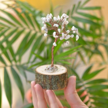 Ay Taşı Ağaç - 2