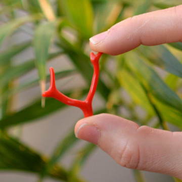 Boyasız Mercan Taşı - Dal Mercan - 2