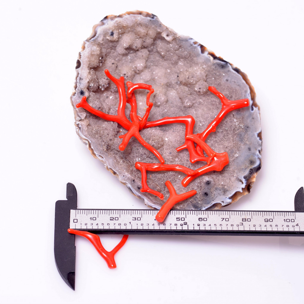 Boyasız Mercan Taşı - Dal Mercan