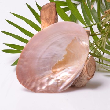 Sedef Taşı Tabak - Deniz Kabuğu - 13 cm - 2