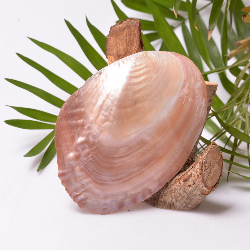 Sedef Taşı Tabak - Deniz Kabuğu - 13 cm